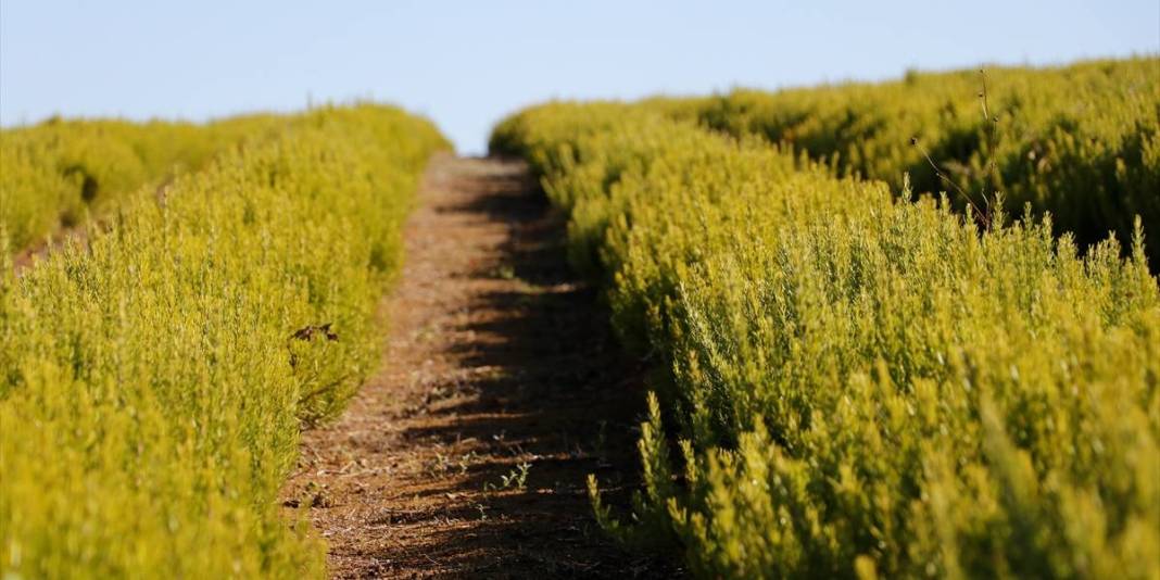 Susuzluğa direndi, verimiyle şaşırttı! Kocaeli’nde yeni sezon açıldı: Hasat ekonomiye can veriyor! 4